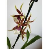 Kép 1/3 - Cambria Orchidea