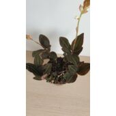 Kép 3/4 - ekszerorchidea_