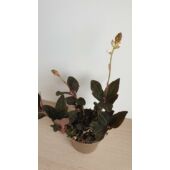 Kép 2/4 - ekszerorchidea_