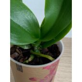 Kép 3/5 - lila_foltos_phalae_orchidea_