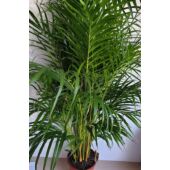 Kép 2/3 - Aranypálma Chrysalidocarpus