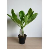 Kép 1/6 - Brighamia Insignis (hawaii pálma)