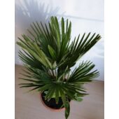 Kép 1/2 - Chamaerops humilis