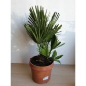 Kép 2/2 - Chamaerops humilis / Törpe lószőrpálma törpe pálma