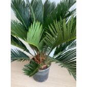 Kép 3/8 - cycas_10