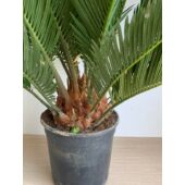 Kép 5/8 - cycas_10