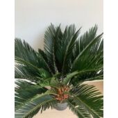 Kép 6/8 - cycas_10