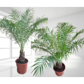 Kép 1/3 - Phoenix roebelenii, törpe datolyapálma