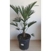Kép 3/4 - japan_kenderpalma_Trachycarpus_wagnerianus_