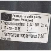 Kép 4/4 - japan_kenderpalma_Trachycarpus_wagnerianus_