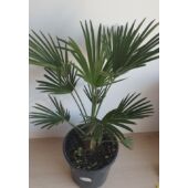 Kép 2/4 - japan_kenderpalma_Trachycarpus_wagnerianus_