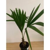 Kép 3/4 - Trachycarpus fortunei - Kínai kenderpálma