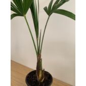 Kép 4/4 - Trachycarpus fortunei - Kínai kenderpálma