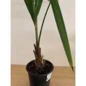 Kép 2/4 - Trachycarpus fortunei - Kínai kenderpálma