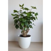 Kép 1/5 - Árnyékarália (Polyscias lemon’)