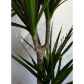 Kép 2/6 - Dracena Marginata - Tarka sárkányfa
