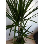 Kép 3/6 - Dracena Marginata - Tarka sárkányfa