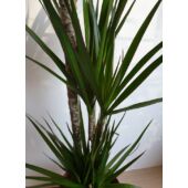 Kép 5/6 - Dracena Marginata - Tarka sárkányfa