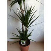 Kép 6/6 - Dracena Marginata - Tarka sárkányfa
