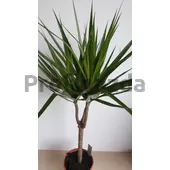 Kép 2/4 - dracena_1