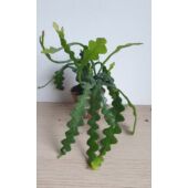 Kép 2/4 - Epiphyllum_anguliger_