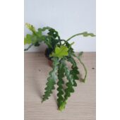 Kép 3/4 - Epiphyllum_anguliger_