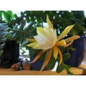 Kép 4/4 - Epiphyllum_anguliger_