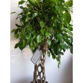 Kép 2/7 - Ficus Benjamina