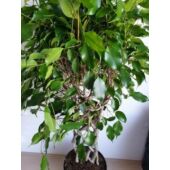 Kép 4/7 - Ficus Benjamina