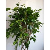 Kép 6/7 - Ficus Benjamina