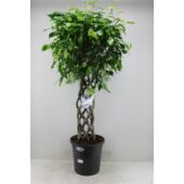 Kép 1/7 - Ficus Benjamina , fonott törzsű