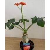 Kép 2/5 - jatropha_podagrica
