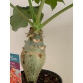 Kép 3/5 - jatropha_podagrica