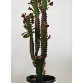 Kép 2/5 - Euphorbia Trigona Rubra