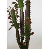 Kép 3/5 - Euphorbia Trigona Rubra