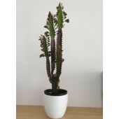 Kép 1/5 - Euphorbia Trigona Rubra
