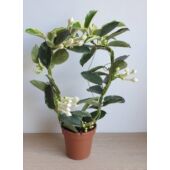 Kép 1/3 - Tarka levelű koszorúfutóka (Stephanotis floribunda)
