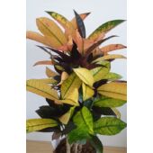 Kép 1/5 - Codiaeum  - Kroton
