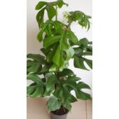 Kép 2/7 - Monstera Minima – Rhaphidophora tetrasperma
