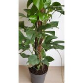 Kép 3/7 - Monstera Minima – Rhaphidophora tetrasperma