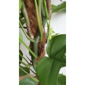 Kép 4/7 - Monstera Minima – Rhaphidophora tetrasperma