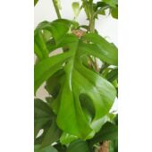 Kép 7/7 - Monstera Minima – Rhaphidophora tetrasperma