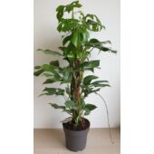 Kép 1/7 - Monstera Minima – Rhaphidophora tetrasperma
