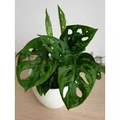 Kép 2/3 - Monstera adansonii