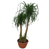 Kép 1/4 - Elefántláb (Nolina recurvata) 150 cm