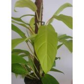 Kép 3/4 - Philodendron Malay Gold