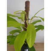 Kép 4/4 - Philodendron Malay Gold