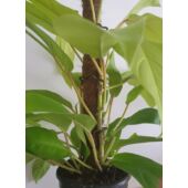 Kép 2/4 - Philodendron Malay Gold