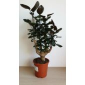 Kép 1/6 - Árnyékarália (Polyscias ‘Fabian’)