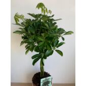 Kép 2/7 - schefflera_nora_